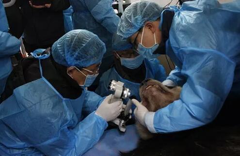 2018年即将结束，这一年，成都易游体育以规范的诊疗、高明的技艺、 的服务，赢得了广大患者朋友和社会各界的好评。在2018年，成都易游体育在发展的道路上有哪些大事记呢，让我们一起来回顾。4.jpg